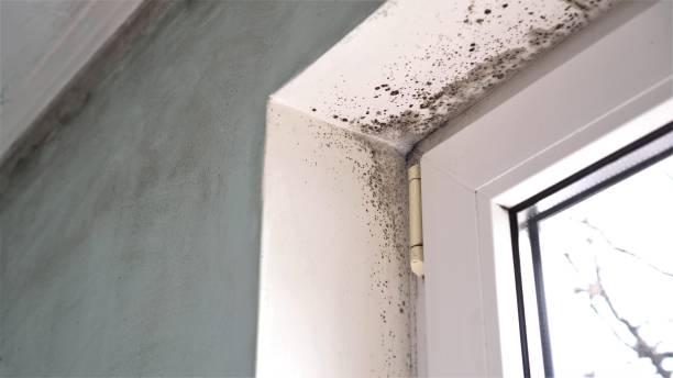 Best Basement Mold Removal  in West Haverstraw, NY