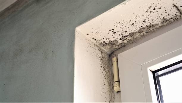 Best Commercial Mold Inspection  in West Haverstraw, NY