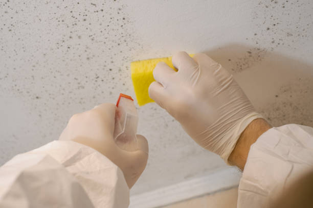  West Haverstraw, NY Mold Removal Pros